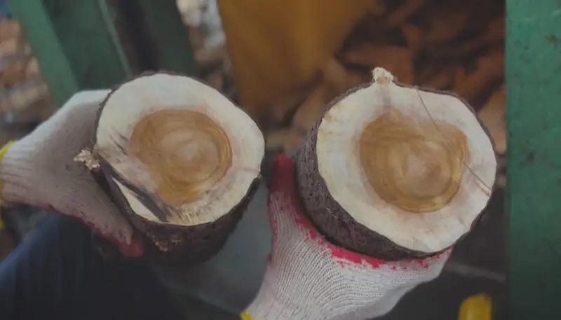 Cross-sections of sandalwood showing the heartwood